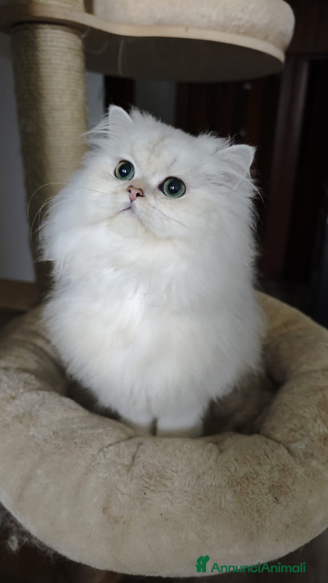 British gatti in vendita: British longhair - Annuncio 3