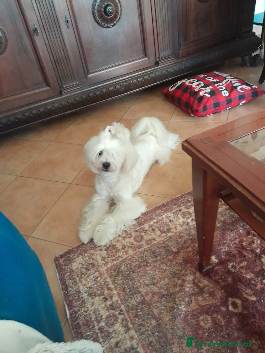 Maltese cani in vendita: Maltese - Annuncio 2