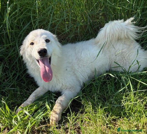 Meticcio cani MOLLY, un raggio di sole - Annuncio 7