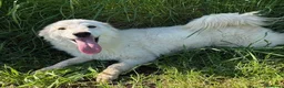 Meticcio cani in regalo: MOLLY, un raggio di sole - Annuncio 1