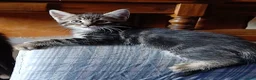 Maine Coon gatti in vendita: Cucciole di maine coon - Annuncio 2