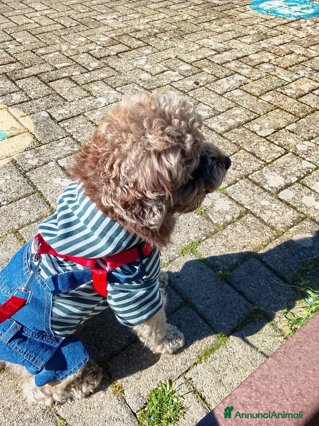 Barboncino cani in regalo: Leo dolcissimo barboncino  - Annuncio 3