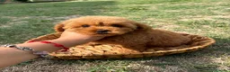 Barboncino Toy cani in vendita: Barboncino Toy con pedegree Enci  - Annuncio 4