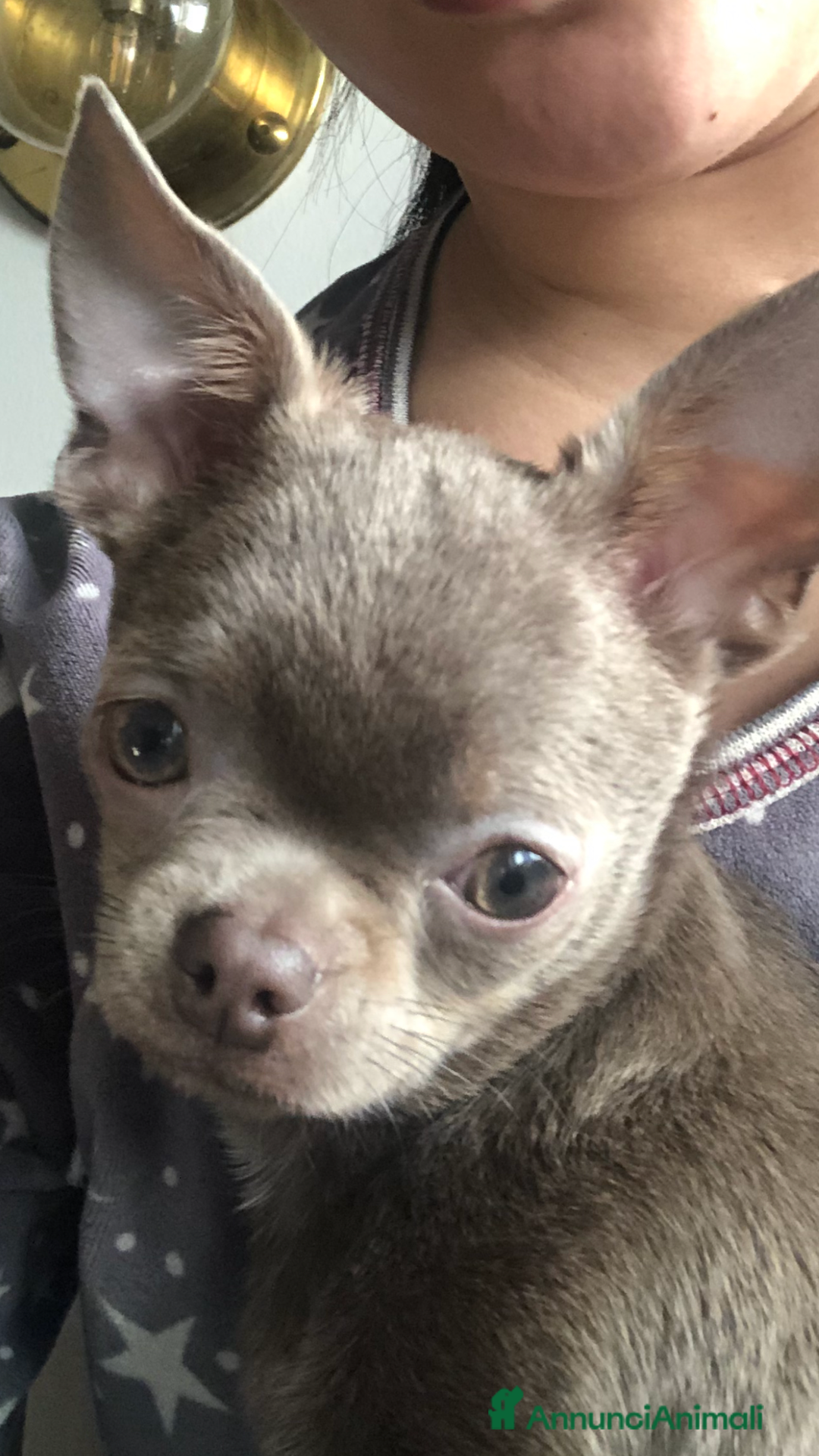 Chihuahua cani per accoppiamento: Chihuahua per accoppiamento  a Città Metropolitana di Milano - Annuncio 3
