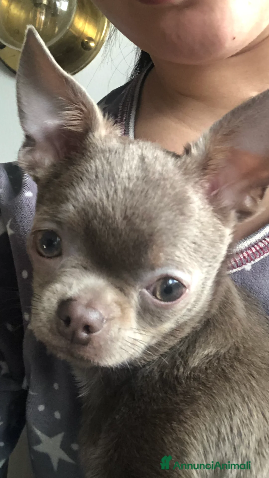 Chihuahua cani per accoppiamento: Chihuahua per accoppiamento  a Città Metropolitana di Milano - Annuncio 3