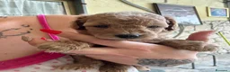 Barboncino cani in vendita: Barboncini maschietti a Provincia di Salerno - Annuncio 14