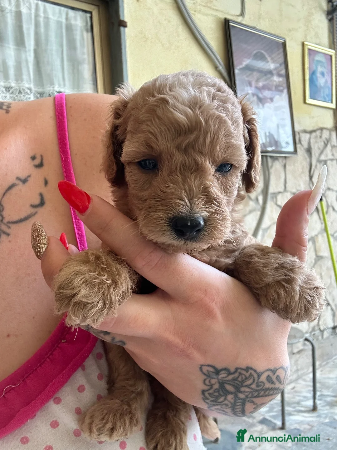 Barboncino cani in vendita: Barboncini maschietti a Provincia di Salerno - Annuncio 14