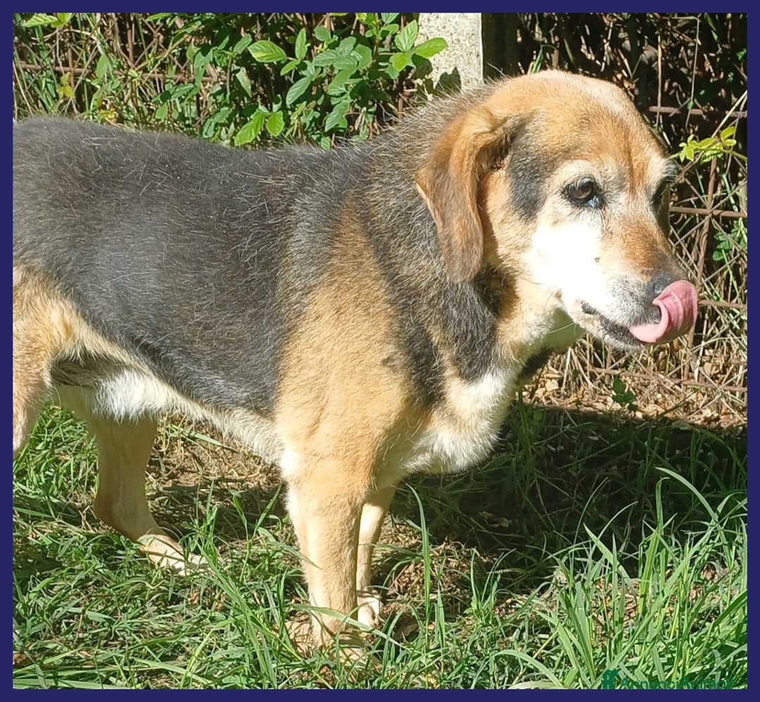 Meticcio cani in regalo: NONNA POLENTA, TUTTA LA VITA IN CANILE, OGGI SOGNA a Città metropolitana di Milano - Annuncio 7