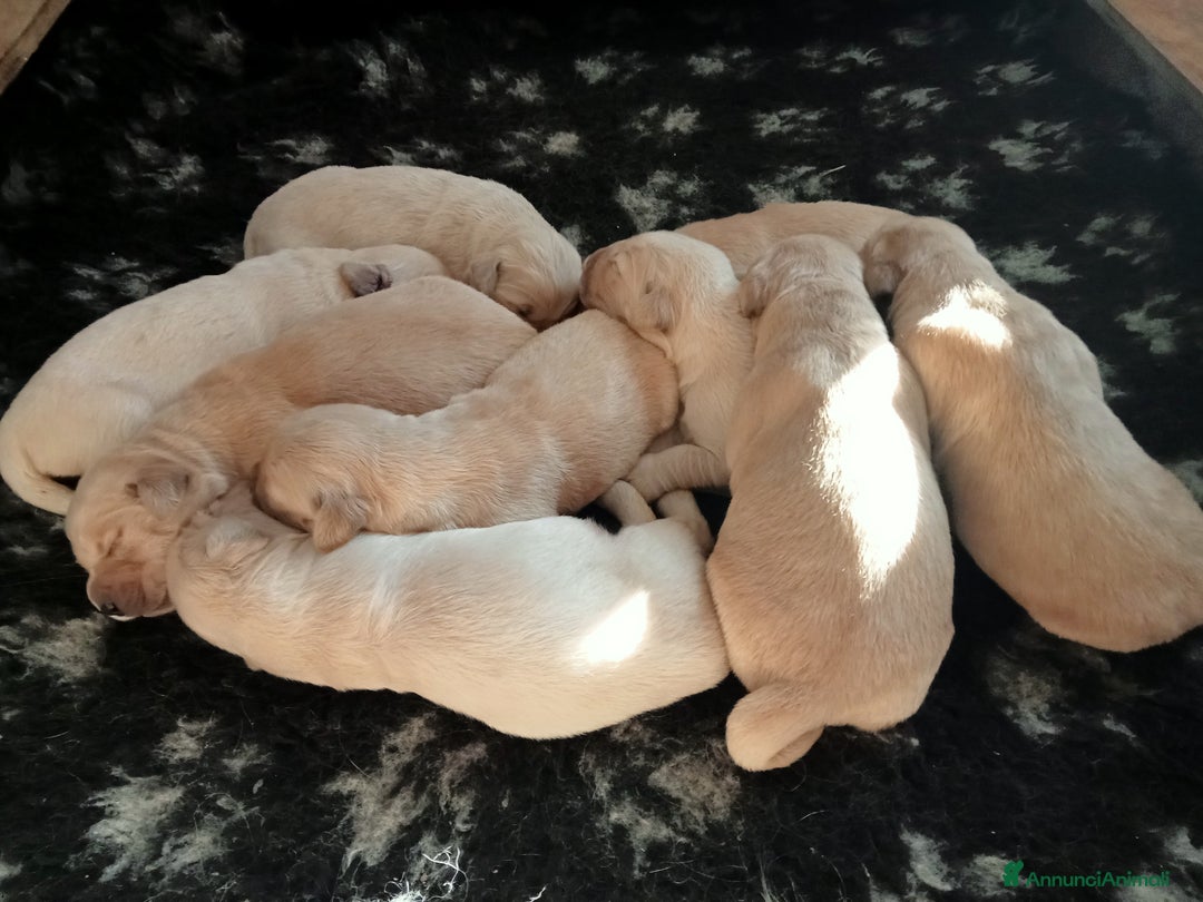 Golden Retriever cani in vendita: Golden Retriever  - Annuncio 2