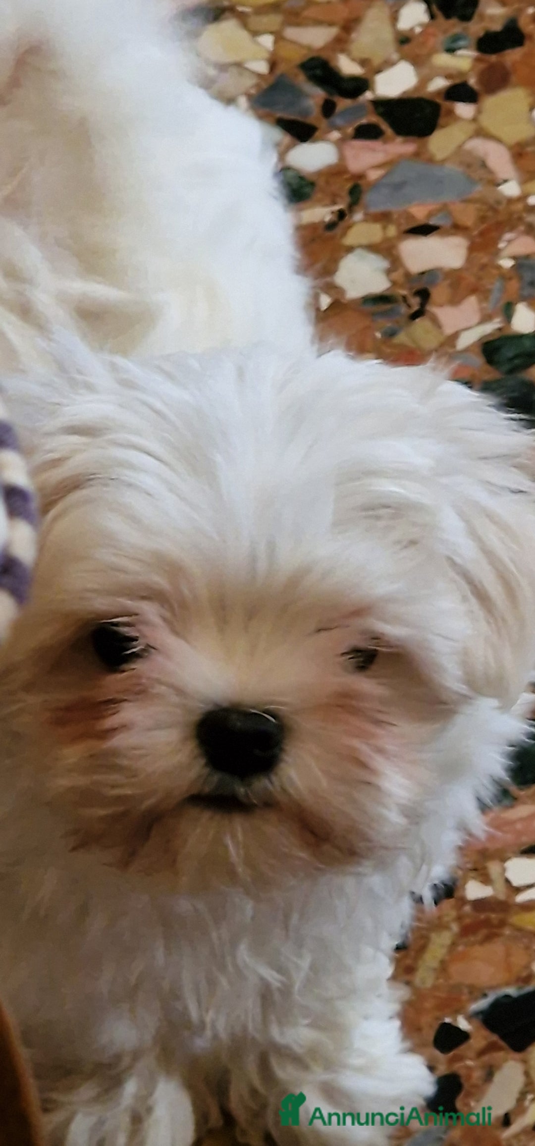 Maltese cani in vendita: Maltesi cucciole femmine - Annuncio 5