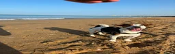 Meticcio cani in regalo: Paco simil jack russel! (5 anni)  - Annuncio 2