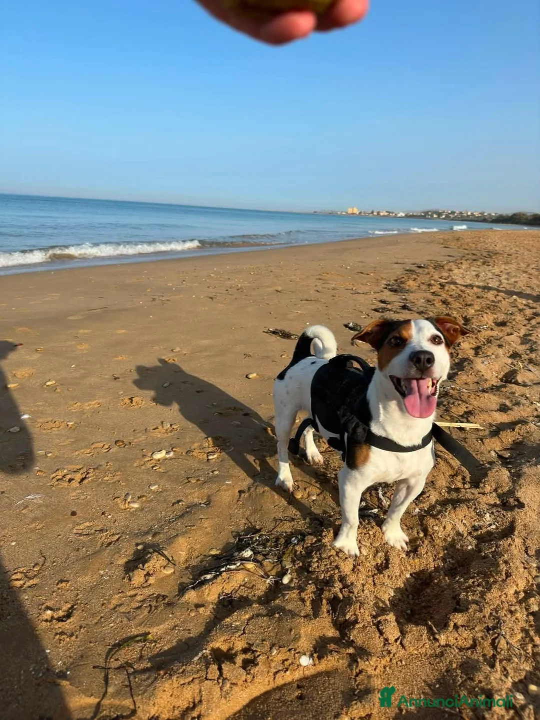 Meticcio cani in regalo: Paco simil jack russel! (5 anni)  - Annuncio 2
