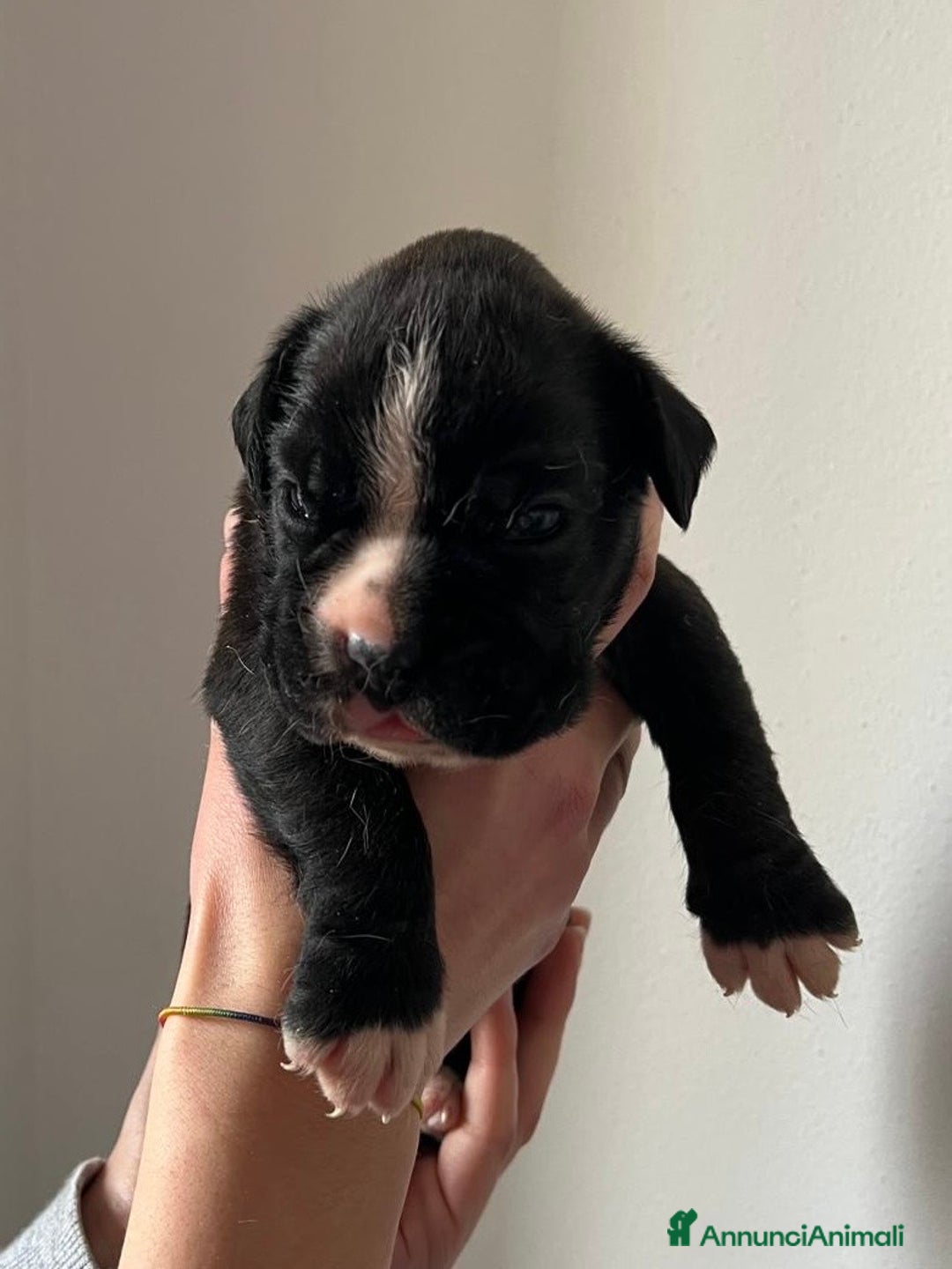 Boxer cani in vendita: Boxer - Annuncio 6