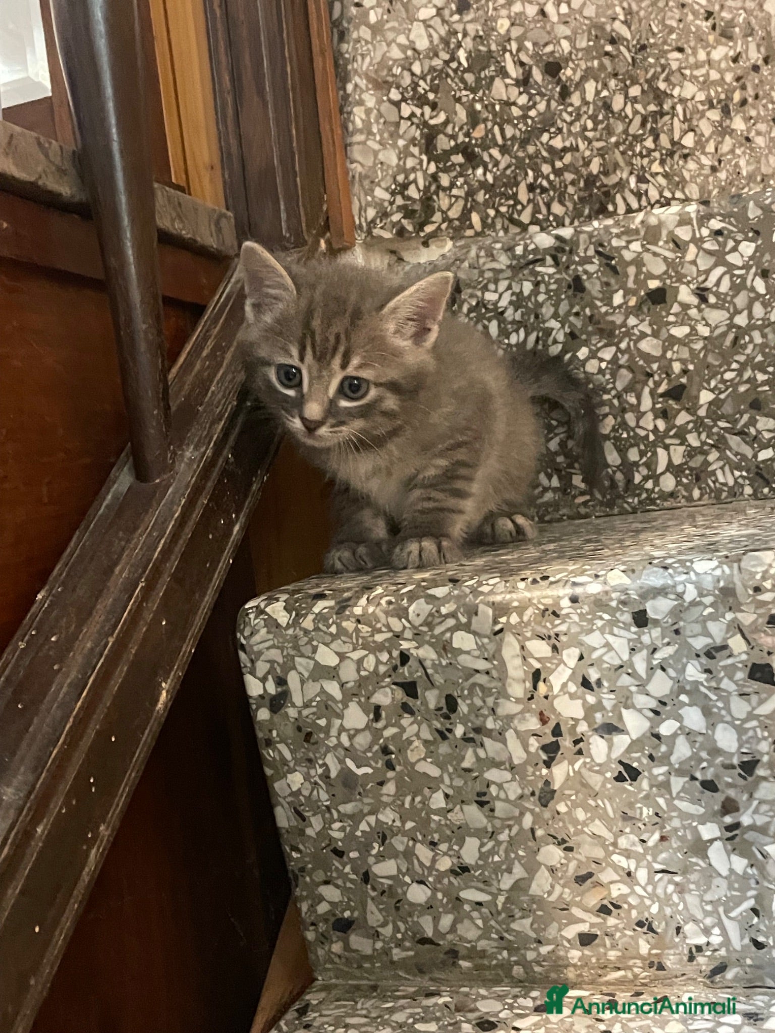 Meticcio gatti Gattino carino  - Annuncio 13