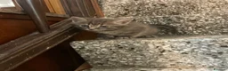 Meticcio gatti in vendita: Gattino carino  - Annuncio 1