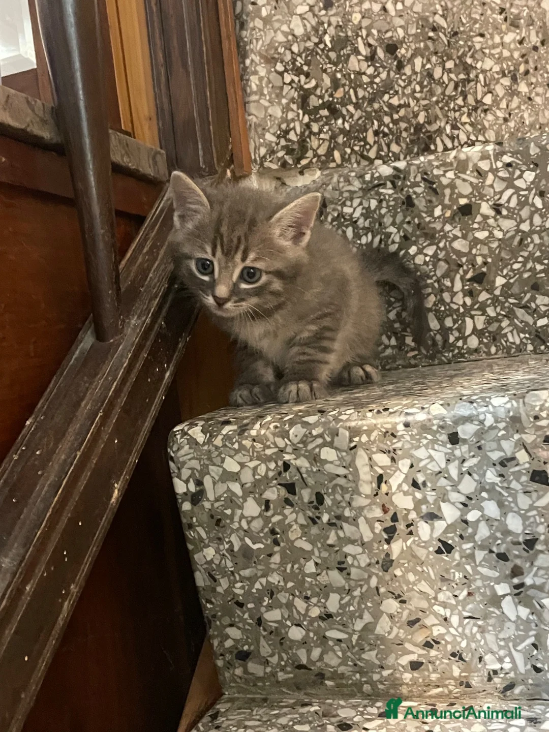 Meticcio gatti in vendita: Gattino carino  - Annuncio 1