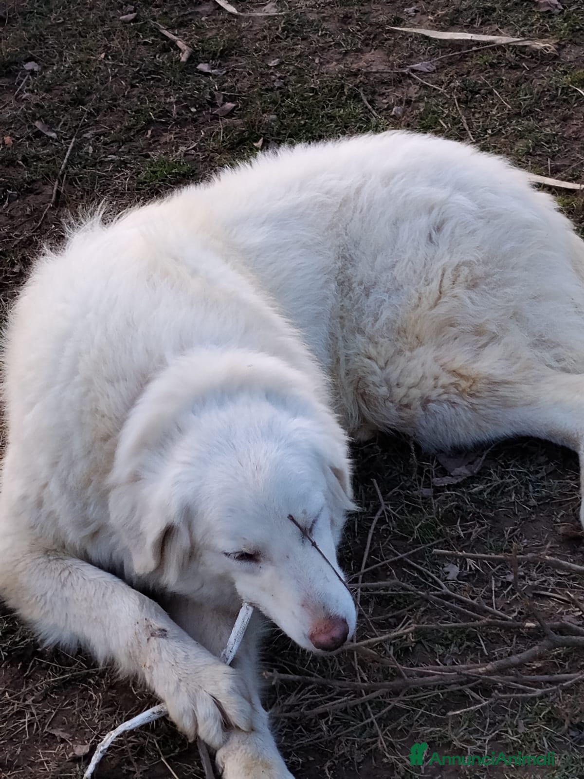 Meticcio cani Asia  - Annuncio 2