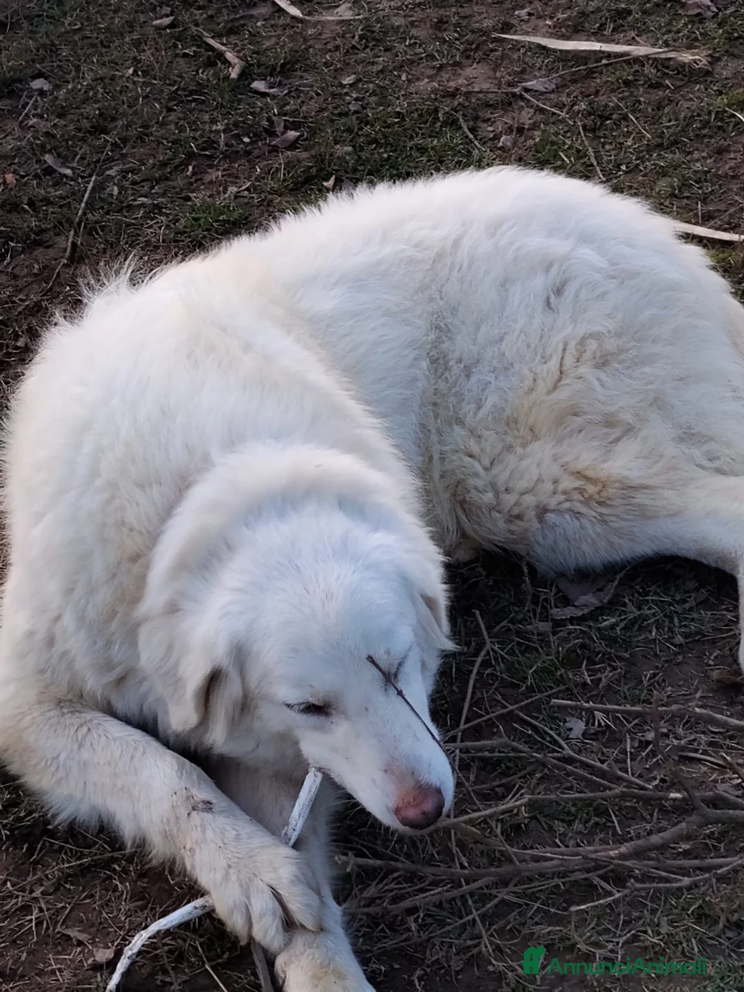 Meticcio cani in regalo: Asia  - Annuncio 2