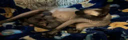 Sphynx gatti in vendita: Cucciole Canadian Sphynx (possibile consegna) - Annuncio 2