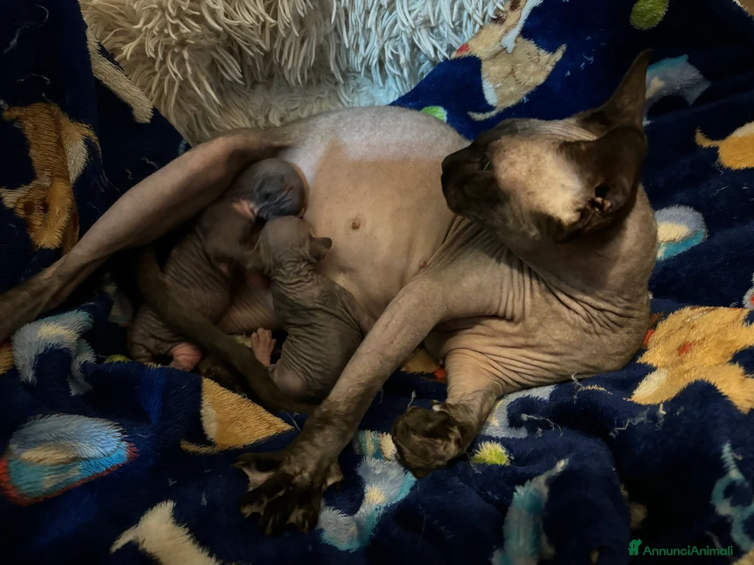 Sphynx gatti in vendita: Cucciole Canadian Sphynx (possibile consegna) - Annuncio 2