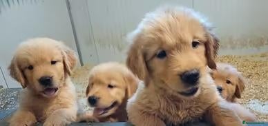 Golden Retriever cani in vendita: Cucciole Golden linea americana - Annuncio 3