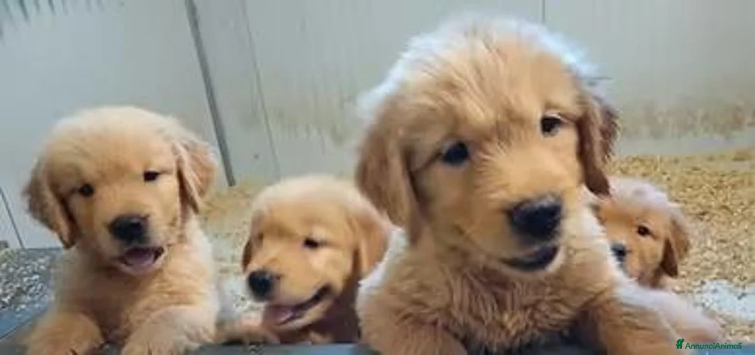 Golden Retriever cani in vendita: Cucciole Golden linea americana a Città Metropolitana di Bologna - Annuncio 1