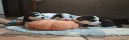 Husky cani in vendita: Cuccioli di siberian husky - Annuncio 21