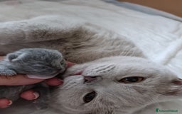 British gatti in vendita: Cucciola blu orsetta - Annuncio 2