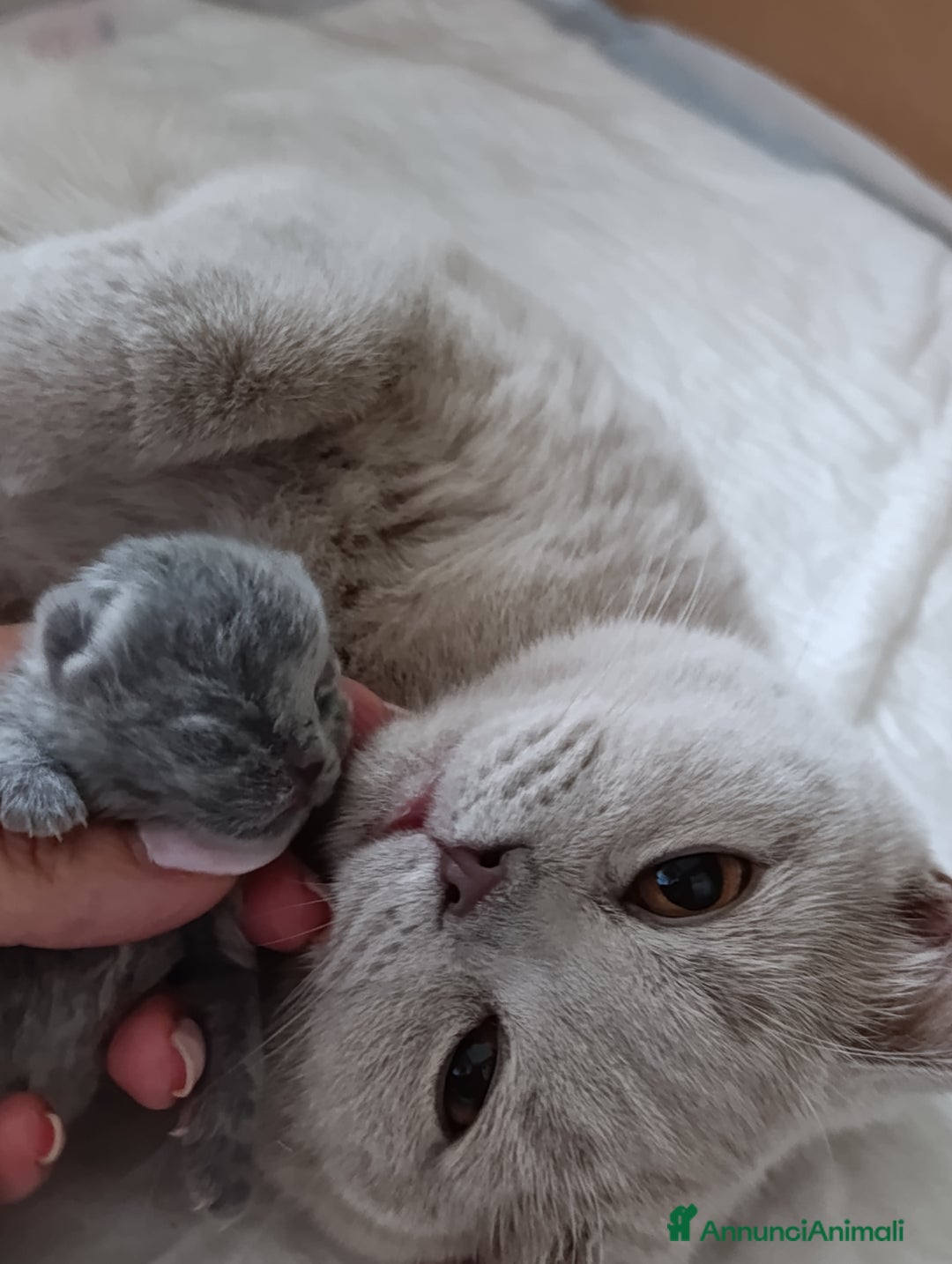 British gatti in vendita: Cucciola blu orsetta - Annuncio 2