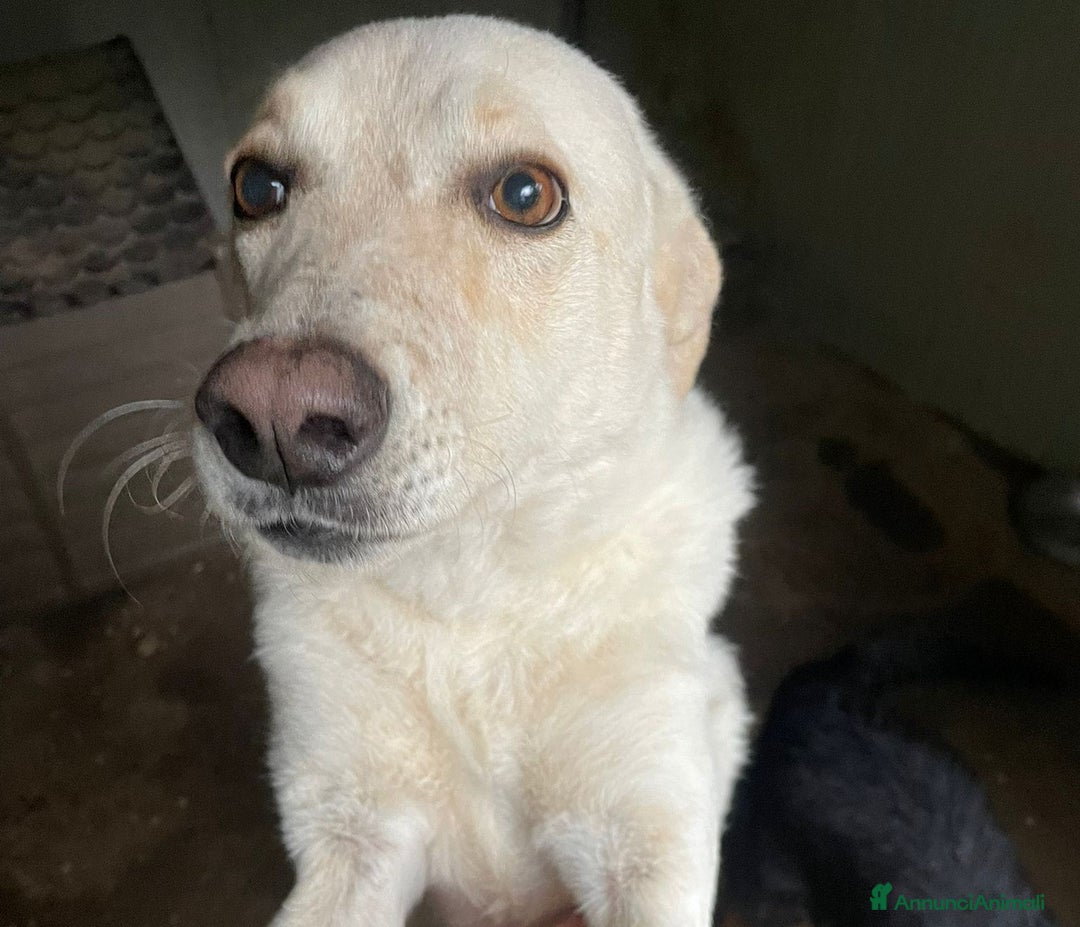 Meticcio cani in regalo: TUTTA LA DOLCEZZA DI SUSY - Annuncio 10