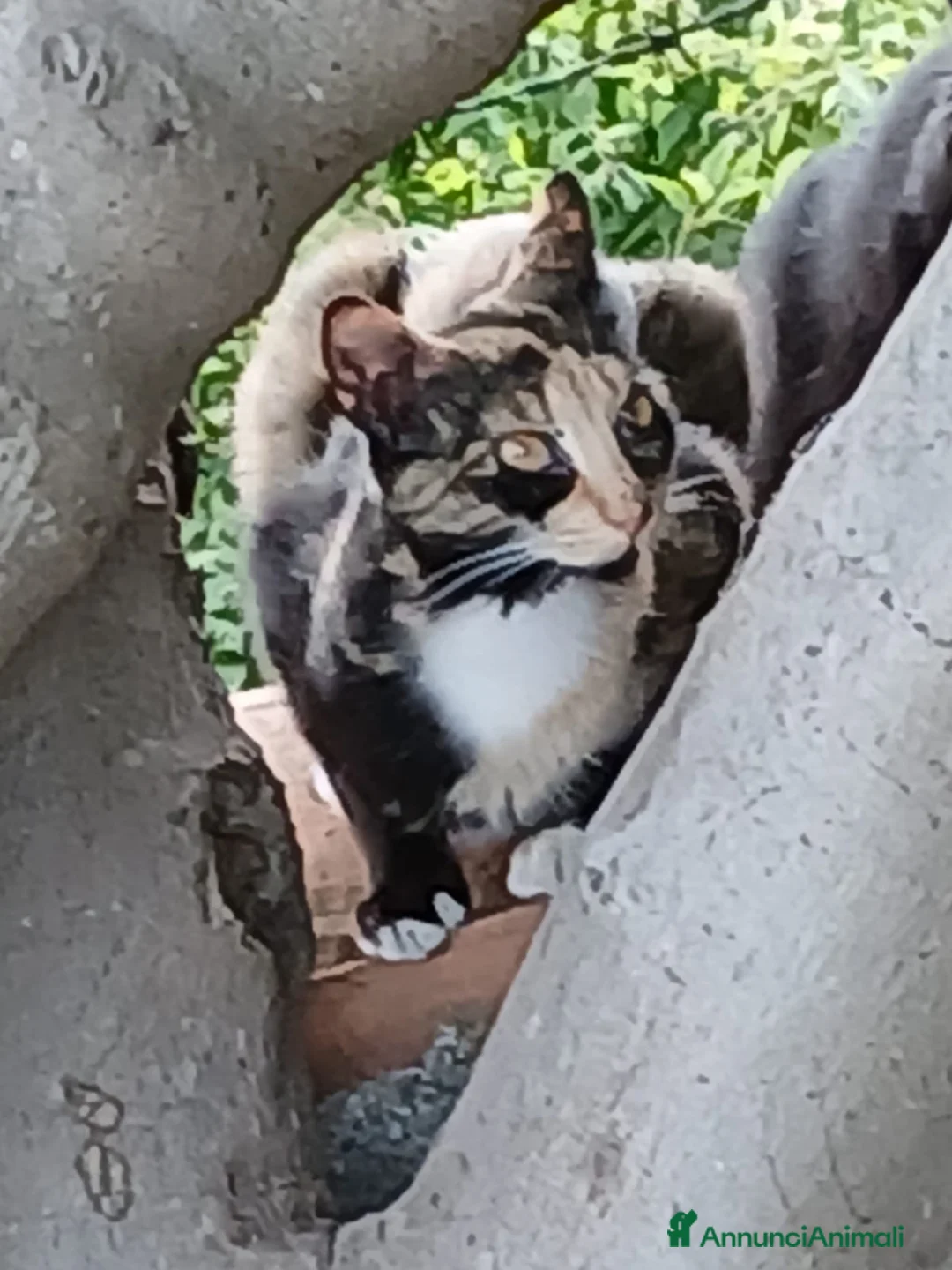 Altre razze gatti in regalo: TOKYO CERCA CASA 🏡  - Annuncio 2