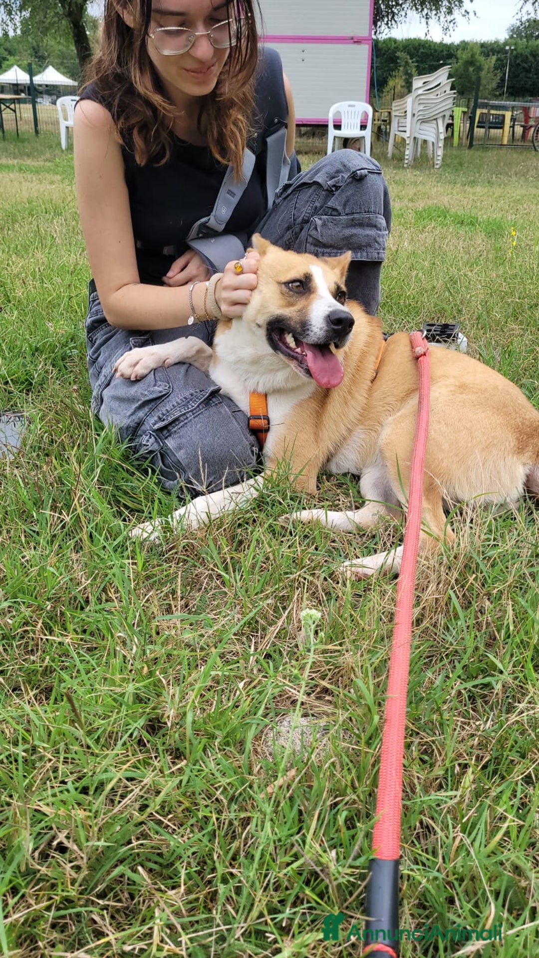 Meticcio cani in regalo: Splendida meticcia - MILLIE a Città metropolitana di Milano - Annuncio 6