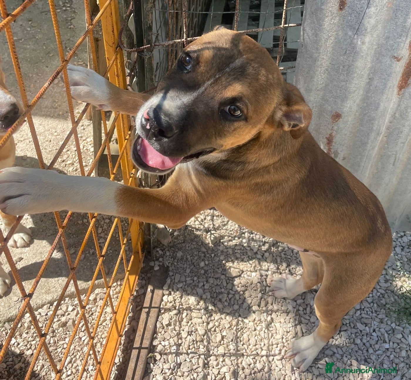 Pitbull cani in regalo: SIMPATICO MIX PITT - Annuncio 6