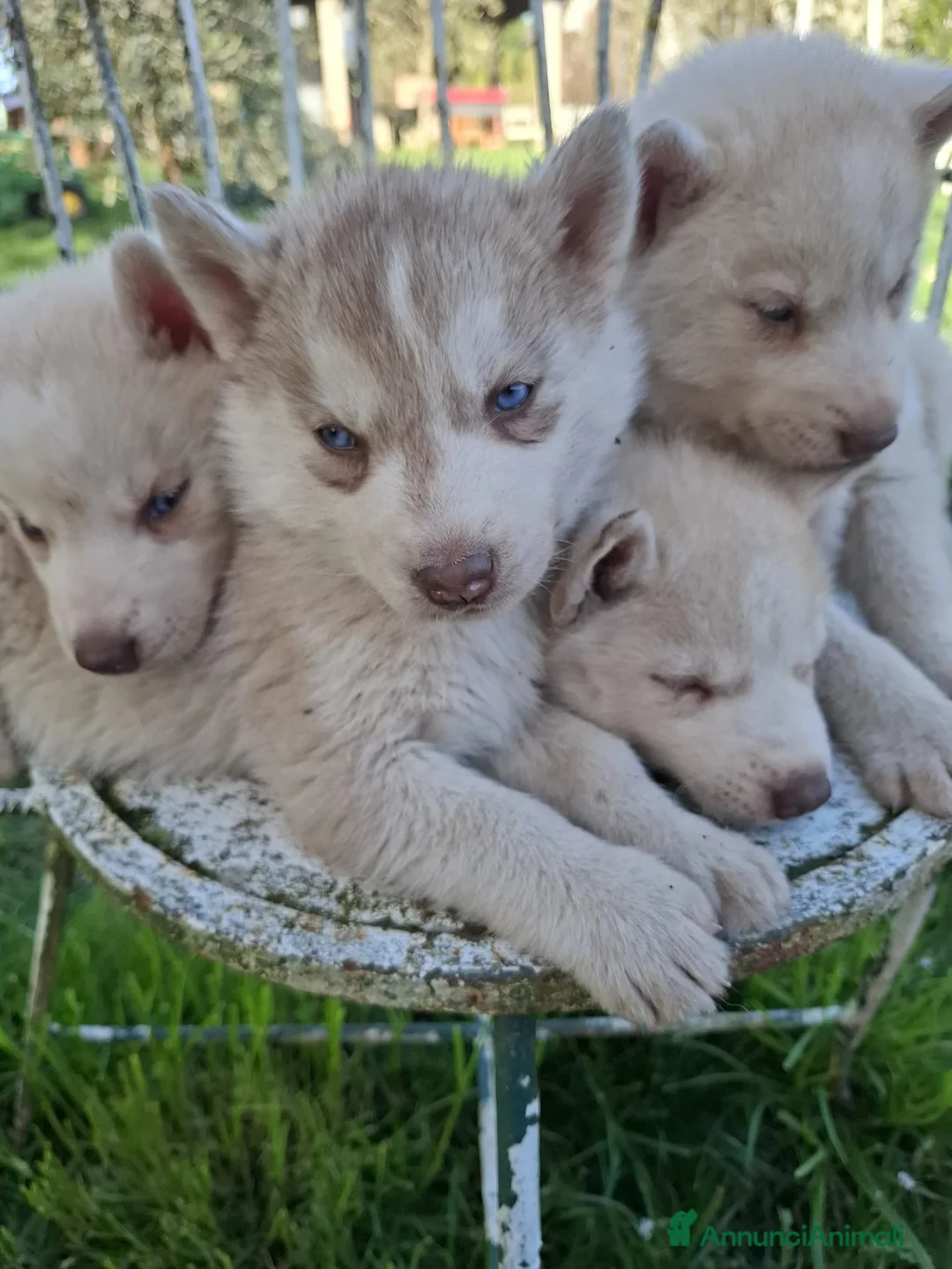Husky cani in vendita: Siberian husky  a Provincia di Como - Annuncio 1