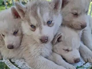 Husky cani Siberian husky - Annuncio 1