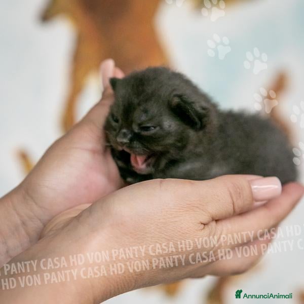 Scottish gatti Cuccioli di Scottish Fold e Straight con Pedigree - Annuncio 26