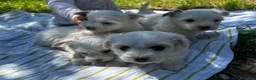 Maltese cani in vendita:  Splendidi cuccioli di Maltese  - Annuncio 2