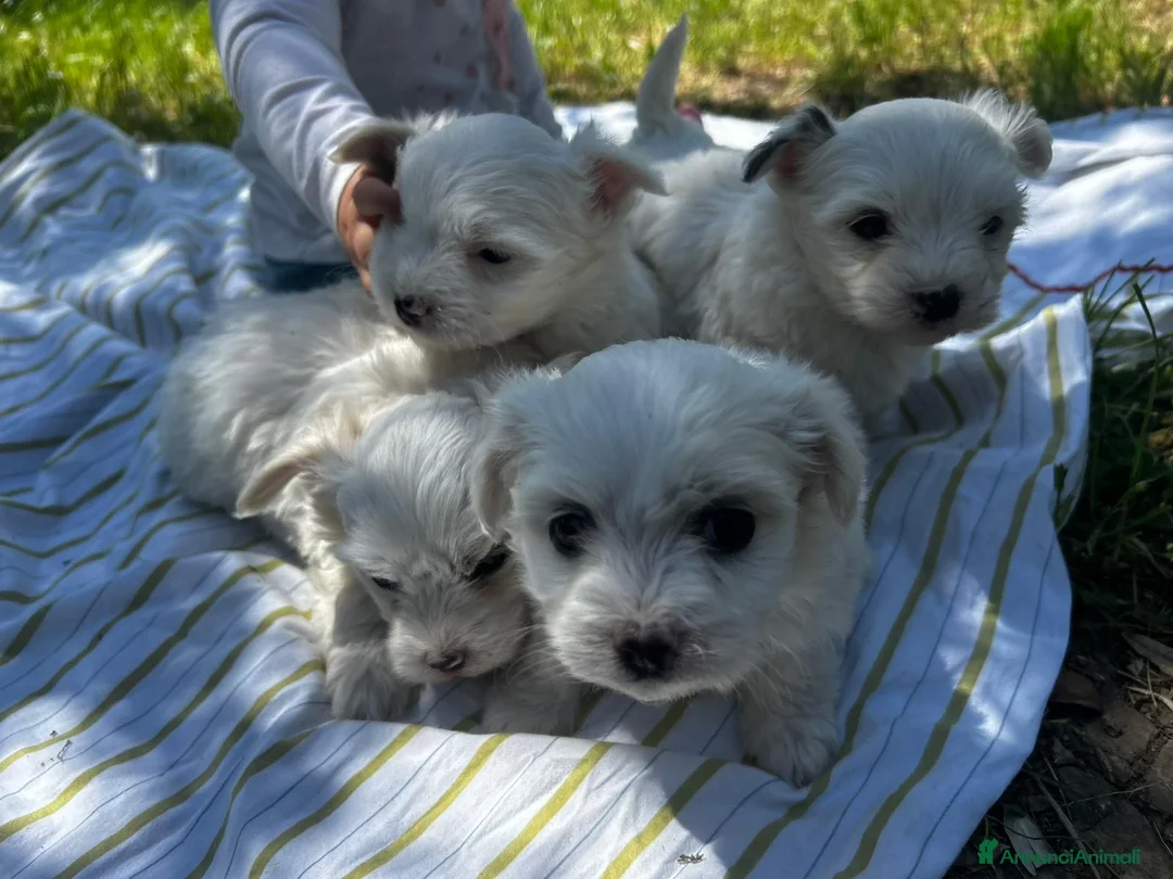 Maltese cani in vendita:  Splendidi cuccioli di Maltese  - Annuncio 2