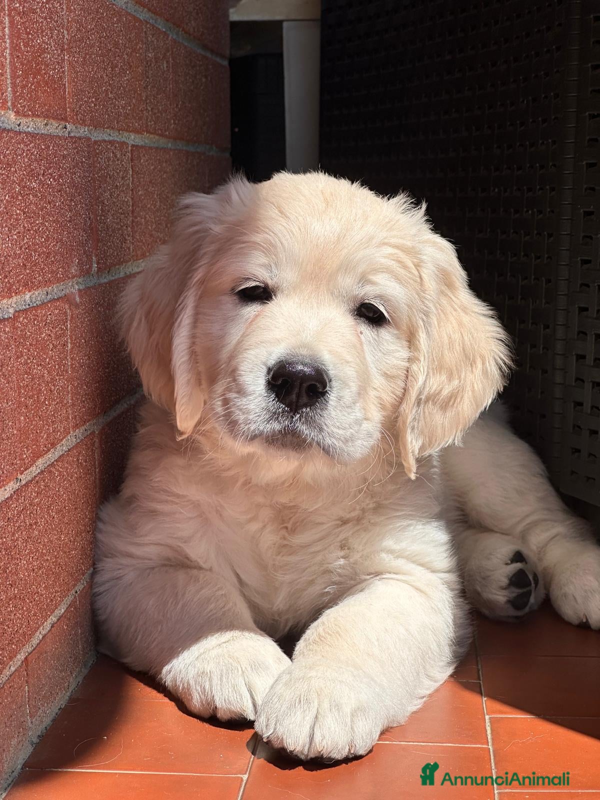 Golden Retriever cani in vendita: Cuccioli di Golden Retriever linea Inglese - Annuncio 3