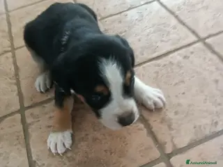 Meticcio cani Cucciolo di bracco/segugio da tartufi/caccia - Annuncio 1