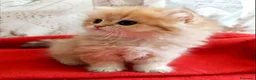 British gatti in vendita: British Golden cucciola  - Annuncio 7