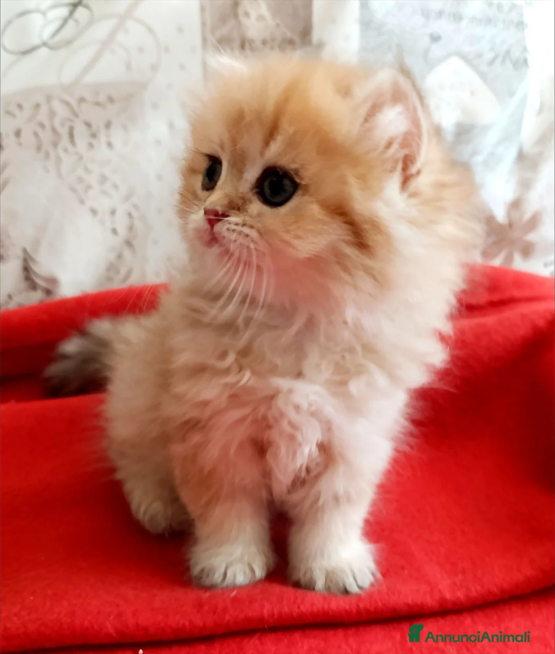 British gatti in vendita: British Golden cucciola  - Annuncio 7