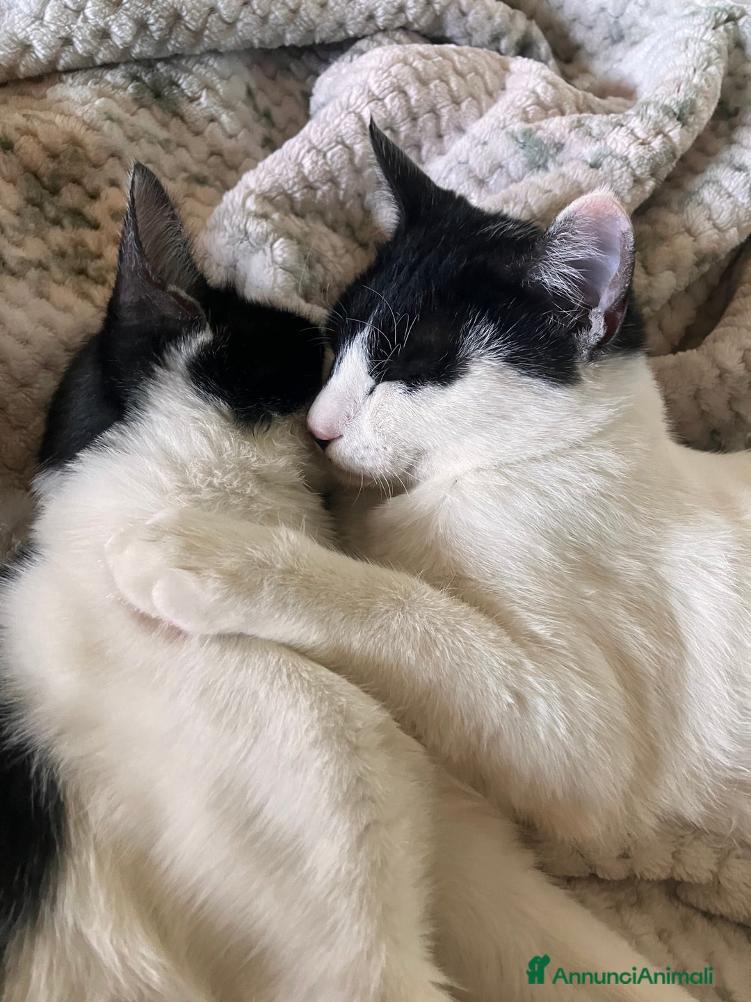 Europeo gatti in regalo: DUE FRATELLINI CERCANO CASA - Annuncio 3