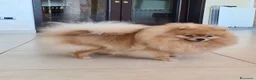 Volpino Pomerania cani in vendita: Volpino di Pomerania  a Provincia di Vibo Valentia - Annuncio 2