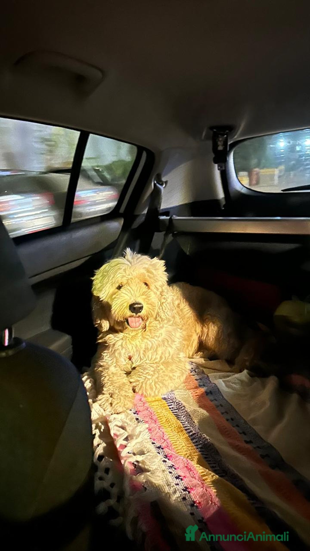 Barboncino cani in regalo: Splendido Barboncino - FLUFFY - Annuncio 9