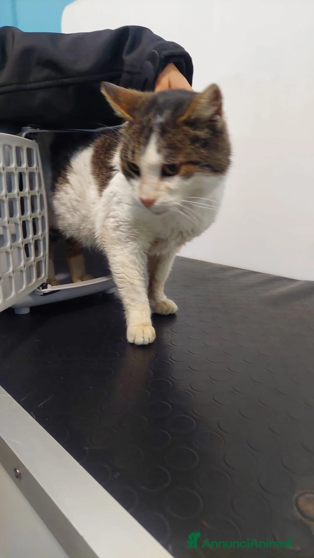 Meticcio gatti in regalo: GATTA SPECIALE - Annuncio 4