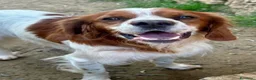 Breton cani in regalo: Poli il Breton energetico  - Annuncio 1