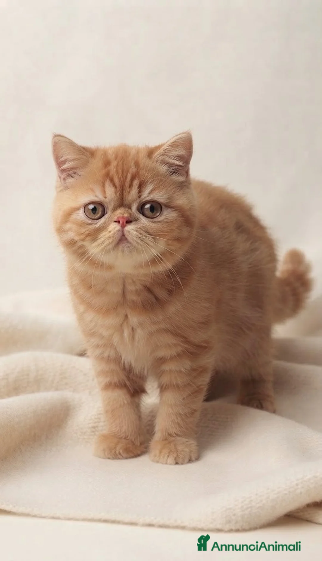 Persiano gatti in vendita: Cuccioli di Gatto Persiano e Exotic  - Annuncio 2