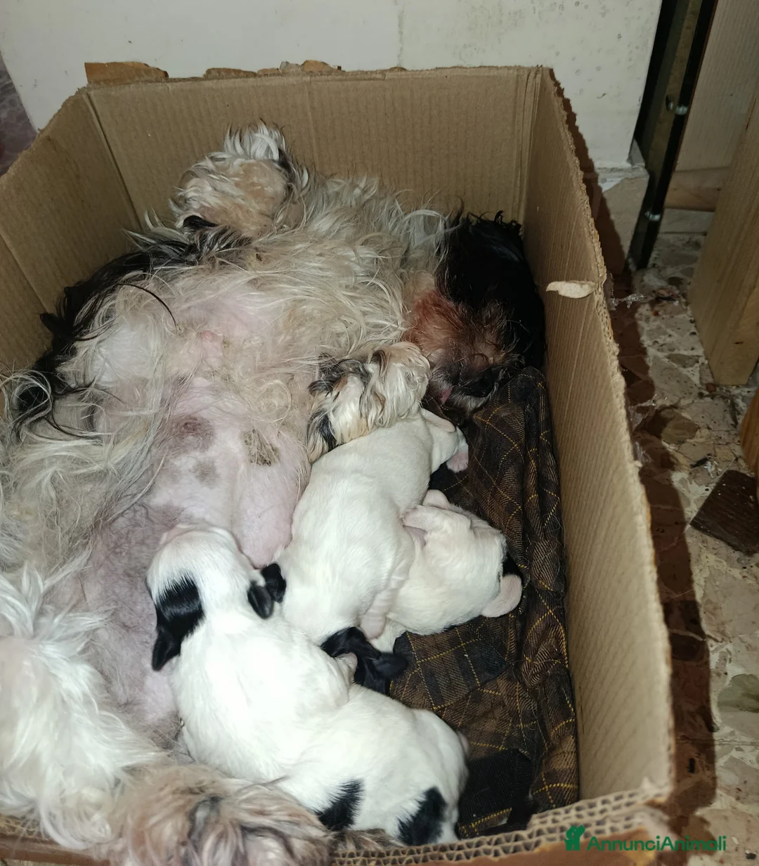 Meticcio cani in vendita: cuccioli meticci shitzu al 75%  - Annuncio 2