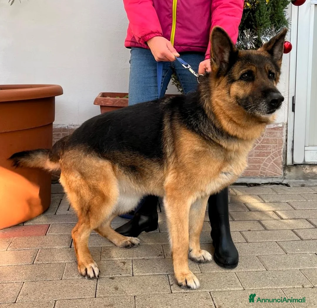Pastore Tedesco cani in regalo: FEDE DOLCISSIMA PASTORE TEDESCO - Annuncio 1